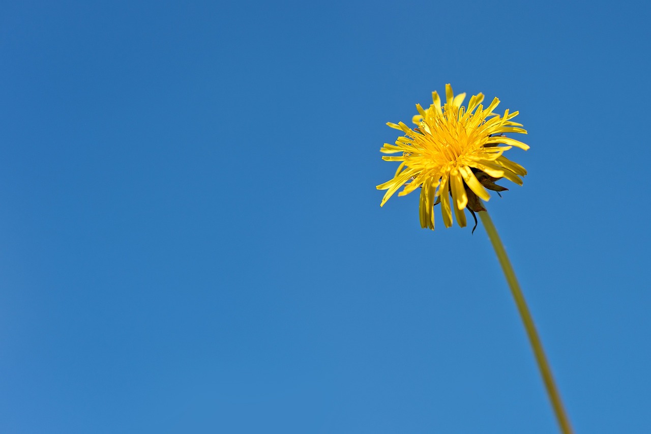 Asterblütenzauber: Das Geheimnis der blauen Blume