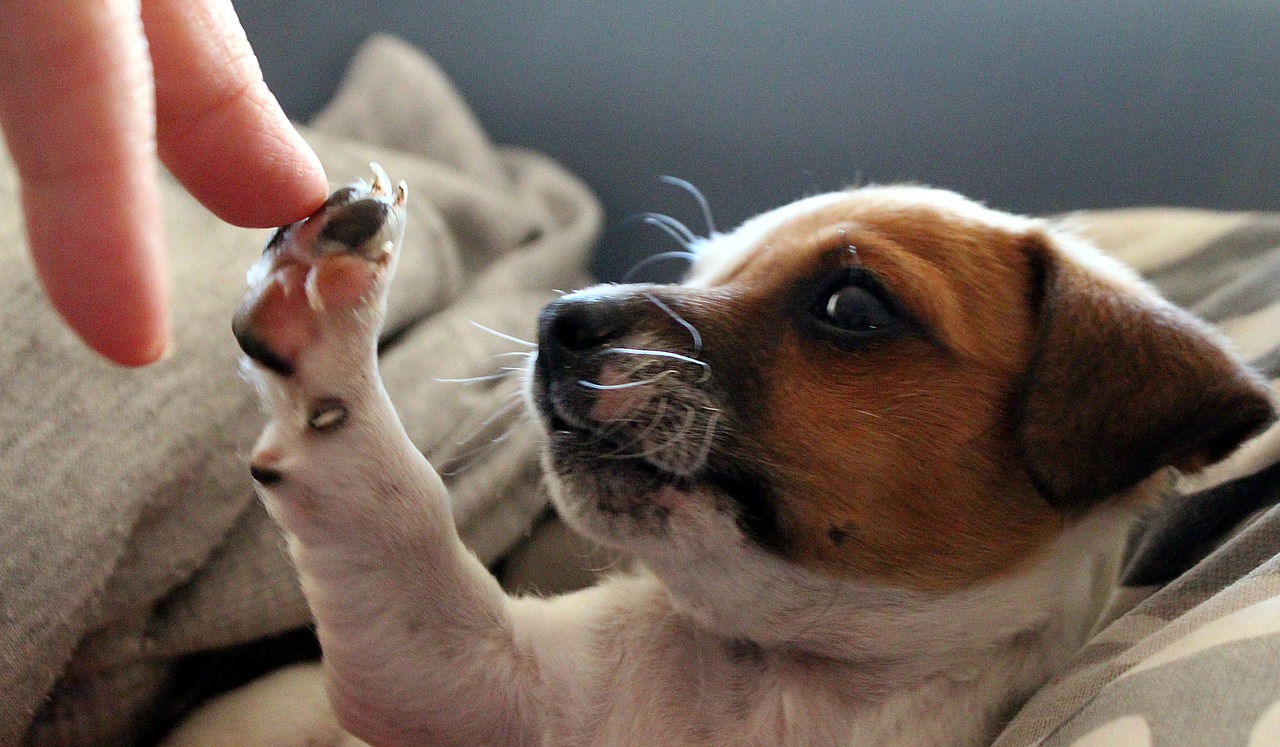 Das lange Leben von Terrier-Mischlingen: Fakten und Mythen