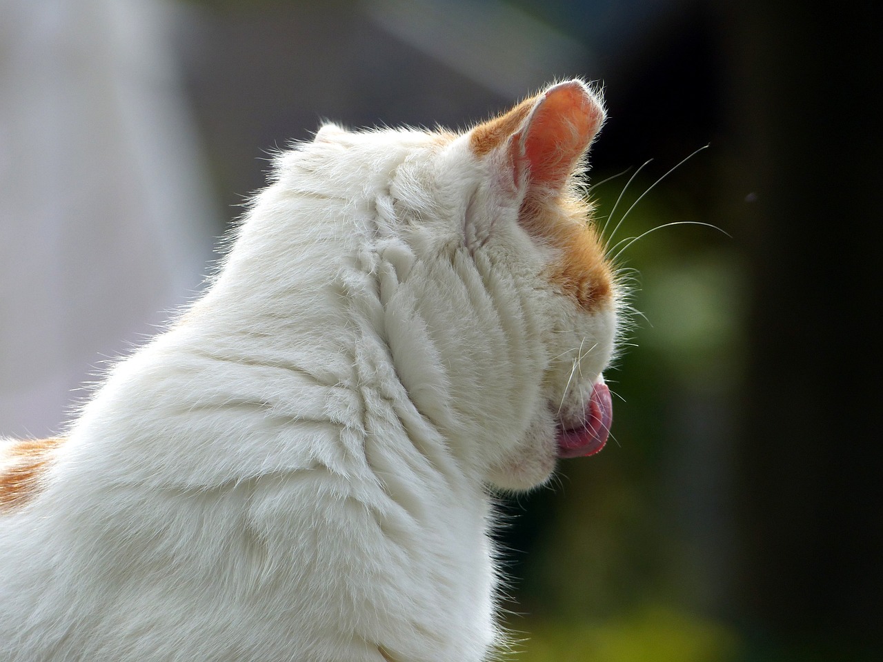 Warum lecken Katzen ab? Das Geheimnis des Katzenverhaltens