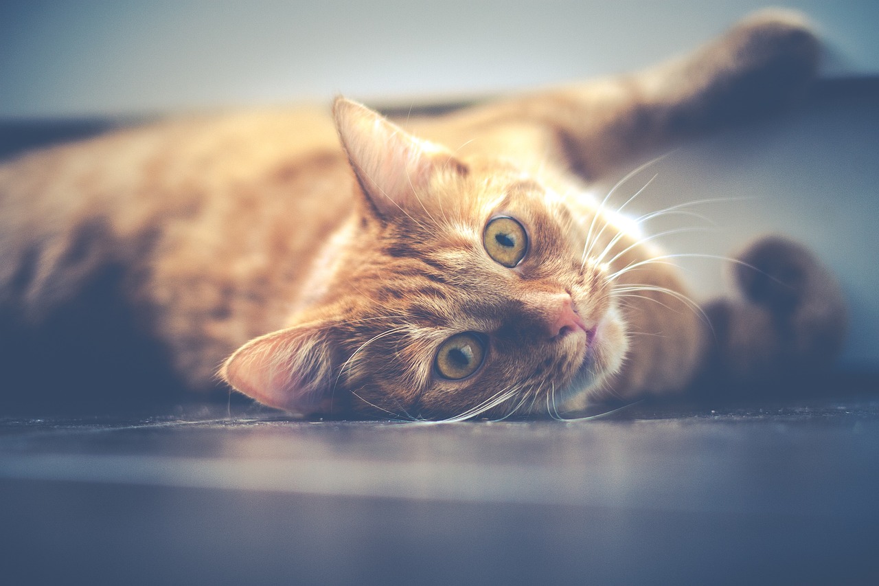Warum Katzen gurren: Die zarten Töne der Samtpfoten