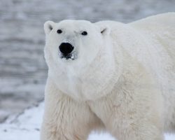 Böhlen: Ein Paradies für Tierliebhaber