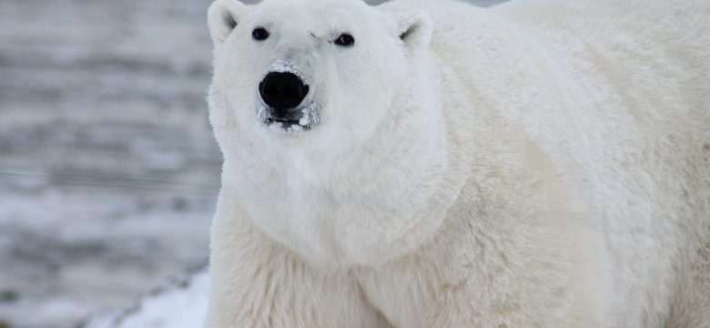 Böhlen: Ein Paradies für Tierliebhaber