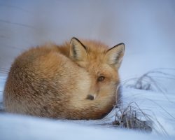 Böhlen: Ein Geheimtipp für Naturliebhaber