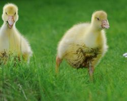 Böhlen: Die besten Aktivitäten für die ganze Familie