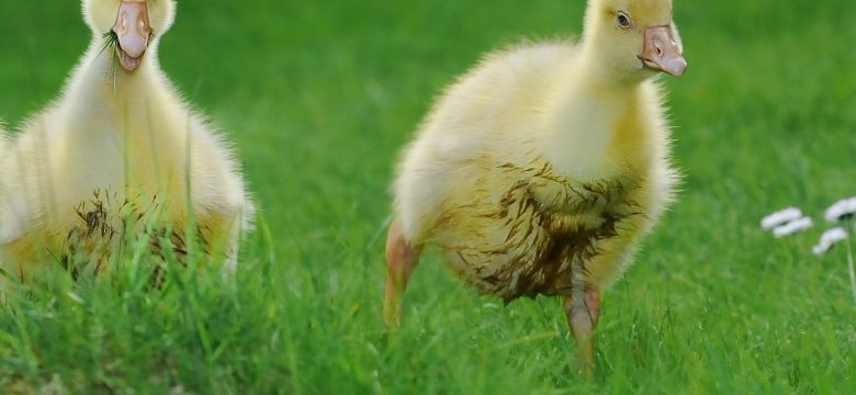 Böhlen: Die besten Aktivitäten für die ganze Familie