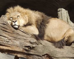 Hamburg für Tierfreunde: Zoos, Tierparks und mehr