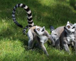 Bochum für Tierliebhaber: Die besten Tierparks und Zoos der Stadt