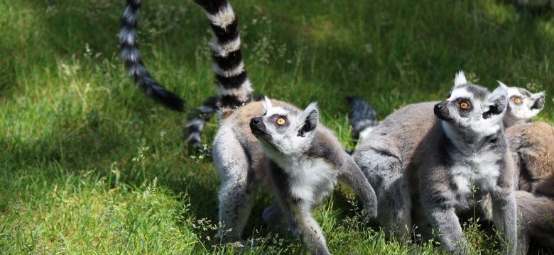 Bochum für Tierliebhaber: Die besten Tierparks und Zoos der Stadt