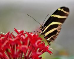 Hamburgs Geheimtipp für Naturliebhaber: Der Botanische Garten