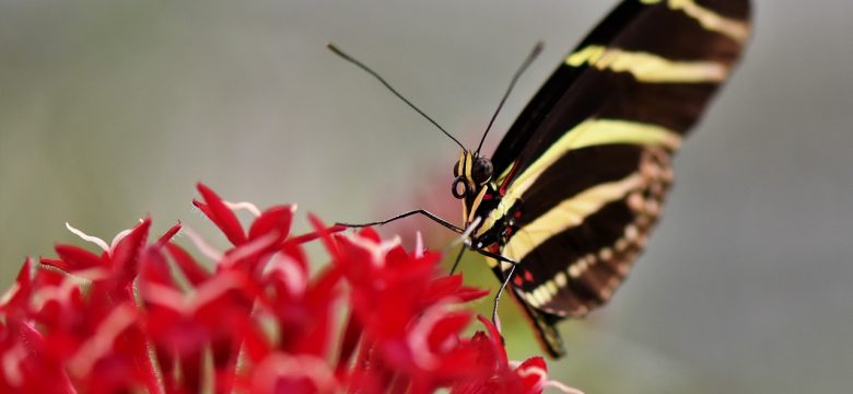 Hamburgs Geheimtipp für Naturliebhaber: Der Botanische Garten