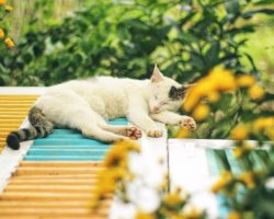 Böhlen: Ein Ort für Wellness und Entspannung