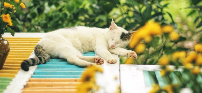 Böhlen: Ein Ort für Wellness und Entspannung