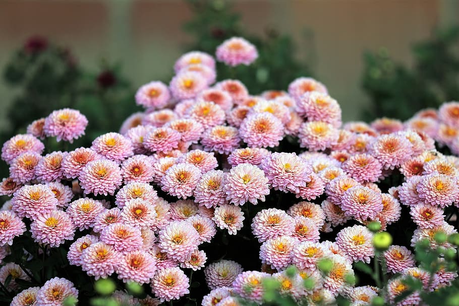 Blumen die Familie symbolisieren