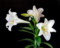 10 Blumen, die Familie symbolisieren