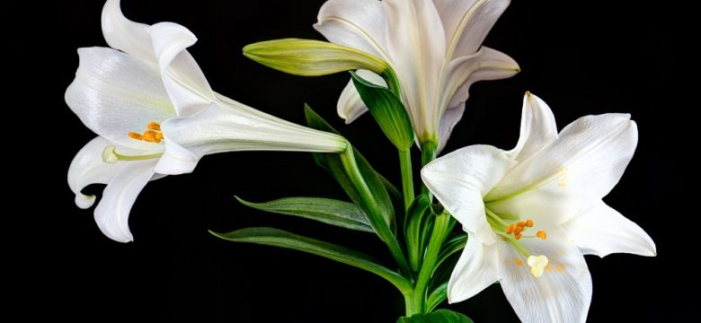 10 Blumen, die Familie symbolisieren